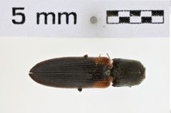 Foto (Dorsalansicht) von Gambrinus rufihumeralis (NHMW-ZOO-COL-0008589)